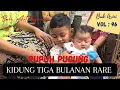 Pupuh Pucung Kidung Untuk Mengiringi Upacara 3 Bulanan Rare [Buk Arini] Kidung Bali Vol 96