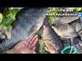 Lagu Sungguh di luar dugaan Mancing ikan nila di sungai besar sampai kuwalahan