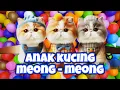 Download Lagu ANAK KUCING MEONG-MEONG IBU KUCING MEONG-MEONG - anak kucing lucu - anak kucing lucu #anakkucing