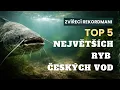 Lagu TOP 5 největších ryb českých vod