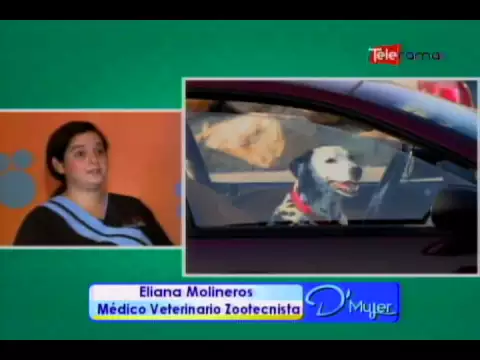 Dejar a tu mascota en el auto puede ser mortal