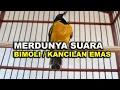 Download Lagu MERDUNYA SUARA BURUNG GOLDEN WHISTLER/KANCILAN EMAS ASLI PULAU JAWA