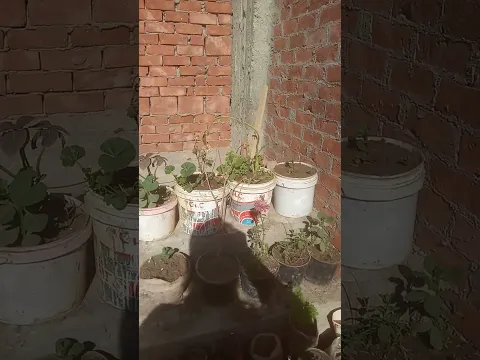 #تعالوا_نتعلم Rooftop farming الزراعة فوق الأسطح @Shorts