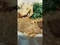 Download Lagu keracunan lek damis sambel krupuk khas Blora..belinya di gresik