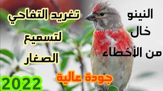 طائر التفاحي لتسميع الصغار و تحفيز الذكور على التغريد النينو 