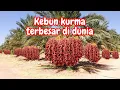 Lagu kebun kurma terbesar di dunia