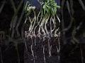 Download Lagu Growing MUNG BEAN Time Lapse in 30 seconds