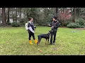 How to Condition Your Dog to the E-collar FIRST E-collar Session