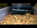 New Ball Python Revealed