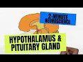 2-Minute Neuroscience Hypothalamus Pituitary Gland