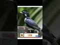 Download Lagu ☑️suara pikat mp3 burung raja perling sulawesi super