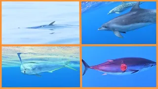 Bluewater Pacific sailing Noumea to Australia Part 3 – Ep 72