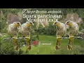 Download Lagu suara pikat Merbah lekir dijamin ampuh 💯% || part3