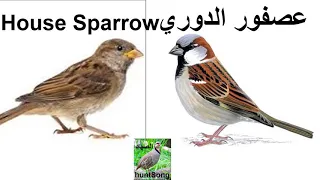 صوت الدوري جديد صافي                    دندنها