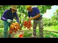 Download Lagu Si Gundul Panen Leci Di Vietnam | JEJAK SI GUNDUL (22/06/25) P2