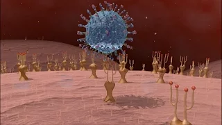 Au coeur des organes : L'immunité adaptative