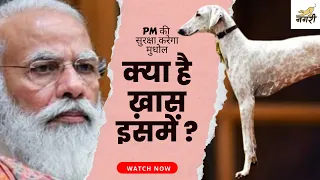 Download Mudhol hound Indian Dog Breed Review | Indian dog breeds vs foreign dog breed | desi kutte@Dognagri MP3