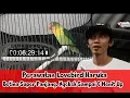 Download Lagu SUARA BURUNG - Perawatan Lovebird Haruka, Betina Super Panjang Ngekek Sampai 6 Menit Up