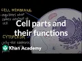 Cell parts and their functions Cells and organisms Middle school biology Khan Academy