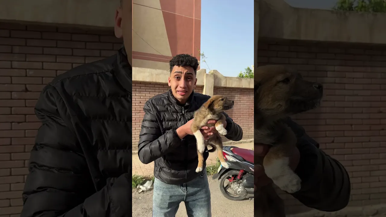 الكلب عمال يعيط🥹🐶