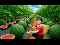 Download Lagu Ly Trieu Ca: Harvesting Sweet Giant Watermelons \u0026 Making Traditional Fruit Cake | Cooking in Village