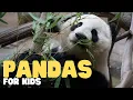 Pandas for Kids Learn all about these bamboo-loving bears