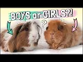 Choosing Your New Guinea Pigs Males or Females