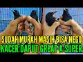 300 EKOR KACER DAPUT GREAT A SUDAH MURAH MASIH BISA DINEGO 0838-7553-6945
