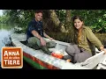 Download Lagu Die verrückte Welt der Mangroven | Reportage für Kinder | Anna und die wilden Tiere
