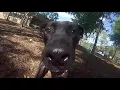 Pinellas County Animal Services Volunteer - A Day in the Life