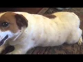 Mentally Retarded dog spins and crawls