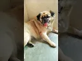 Download Lagu #ennanatho yethanatho illamal poche thookkamum ❤️😘#puppy#shorts#amulbaby#shortsfeed#funny#bitepuppy💚