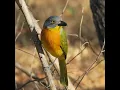 Download Lagu Grey-headed Bush-Shrike call / sound