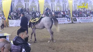 رقص وتحكم رائع على المزمار من مهرجان البحيره للخيول دندنها
