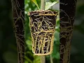 Download Lagu 🌿I Propagated a Lemon Tree in 1 Month Using Cucumber Power⚡ #lemontree