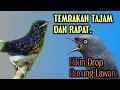 Download Lagu Kompilasi Masteran Murai Batu Tembakan Tajam.