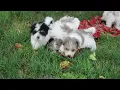 Maltipoo Puppies For Sale