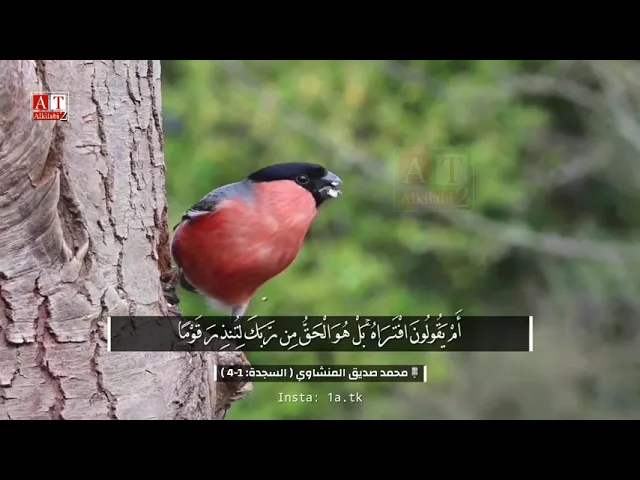 ⁣مقطع خاااشع جداً من سورة السجدة .. قمة الجماااال .. الشيخ محمد صديق المنشاوي رحمه الله