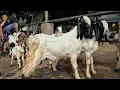 Download Lagu 900 RIBU‼️HARGA ANJLOK JANTAN BAKALAN HARGA MURAH | Pasar Kambing Gedungombo