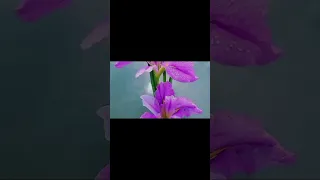 أجمل اغنية ليبيه قد الشوق الأغنية كاملة  اغاني  تصميمي  ليبيا  دندنها