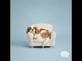 Good Dog Day