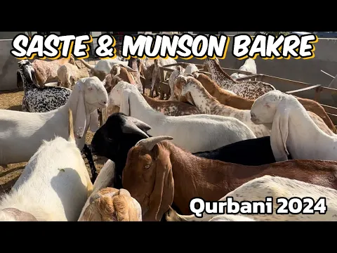 Download MP3 Makhi china rajanpuri Bakre | tandurust aur saste Bakre | qurbani 2024 | Abdul Munam cattel farm