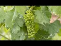 Kiepersol Winery Bed and Breakfast Restaurant Review