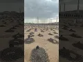 Download Lagu jannatul baqi | madinah ka wo kabristan jaha 10 hazar se zyada sahaba dafan he | baqi graveyard