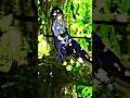 Download Lagu sasuke album covers