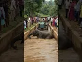 Download Lagu To get the elephant out of the drain, the tractor was driven into the drain #rescue #shorts #animals