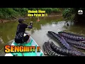 Lagu Sungguh Gila ! Perairan Ini Di Penuhi Ikan Toman