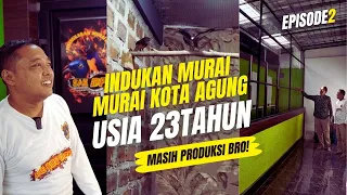 Download WOW..!! INDUKAN MURAI ASLI KOTA AGUNG USIA 23 TAHUN😱SAE BF LAMPUNG MP3