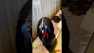 أغرب ديك رومي ممكن تشوفه بحياتك 