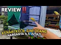 Download Lagu BANYAK YG GAK PERCAYA INI KENARI RASMI‼️BIAR KECIL GINI BANYAK DICARI